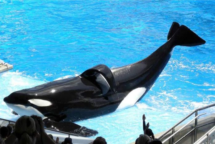 Tilikum, la orca emblemática de SeaWorld