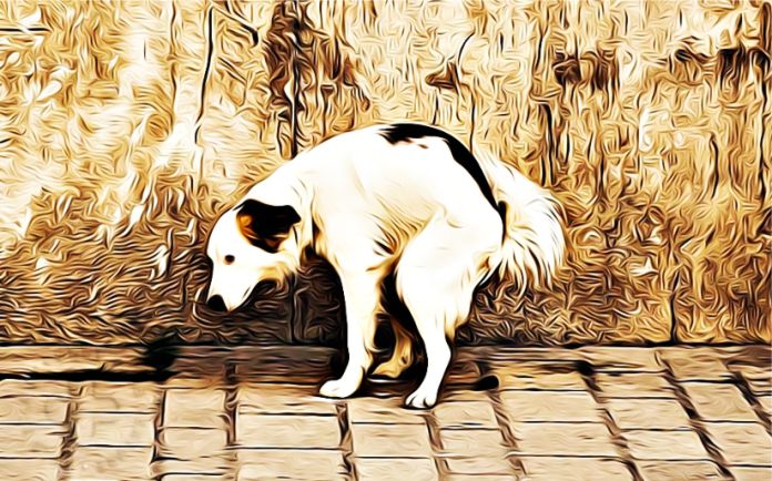 Mapeo genético, la solución de la ciencia para caca de perro en las calles