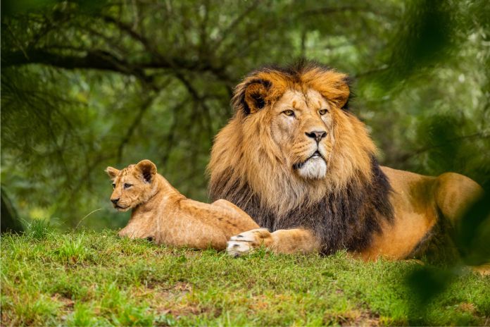 ¿Qué distingue a un félido de un felino?