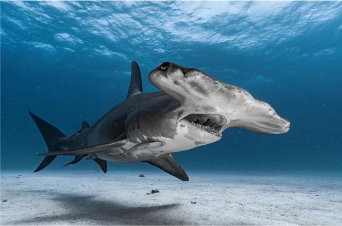 Los ataques de tiburones son excepcionales