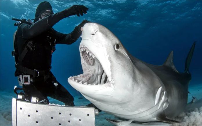 Los tiburones tigre están entre los más peligrosos