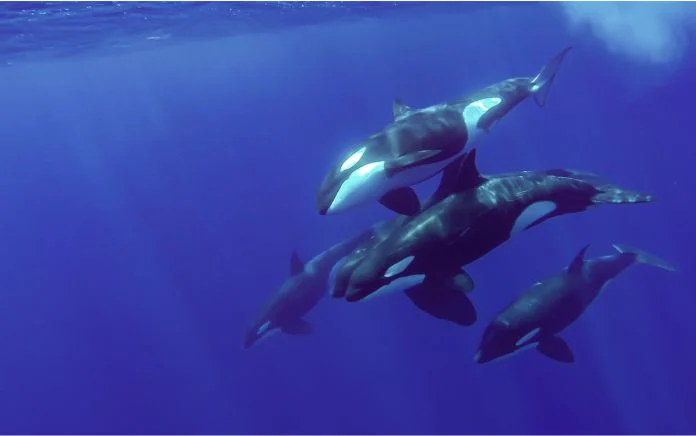 Muestran solidaridad entre su especie
