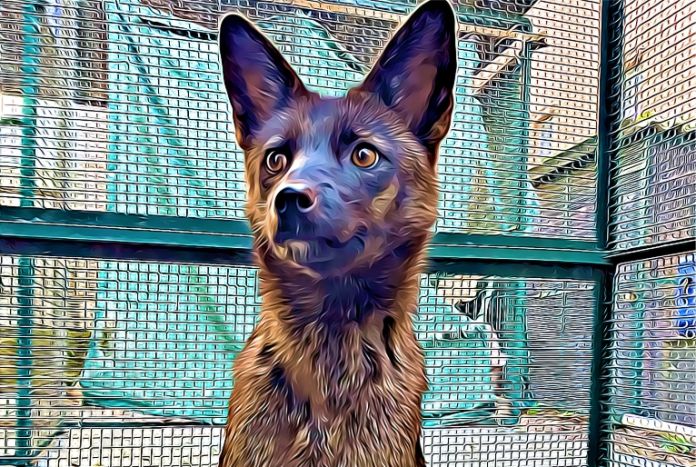 híbrido entre zorro y perro descubierto en Brasil