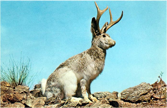 Qué es un jackalope