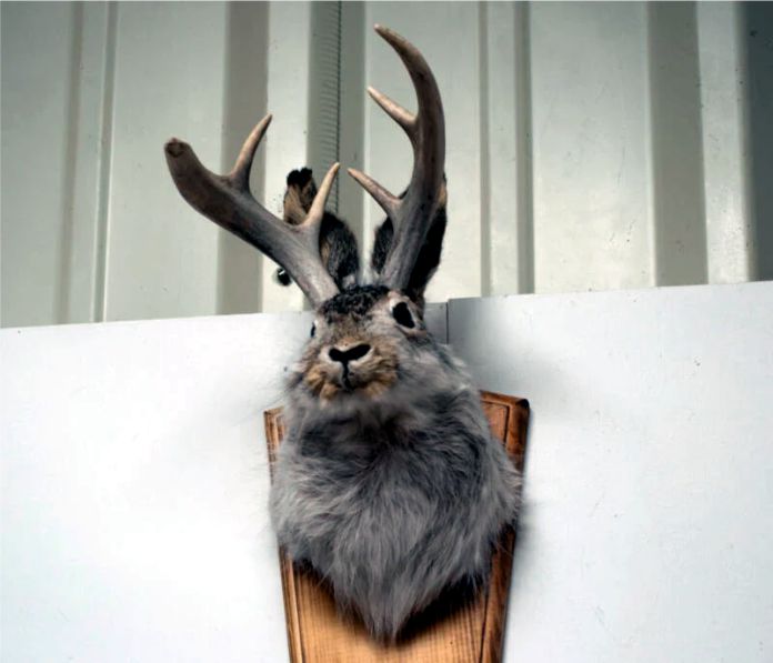 jackalope disecado